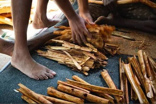 Preparing cinnamon bark during a cinnamon tour