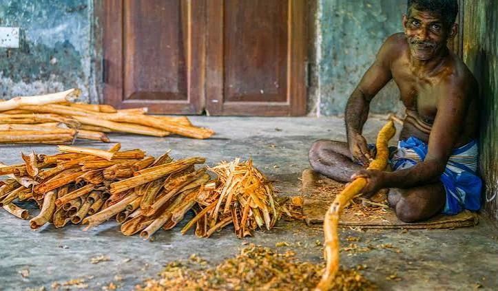 Local cinnamon processing demonstration