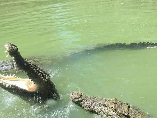 Crocodiles in southern Sri Lanka waterways