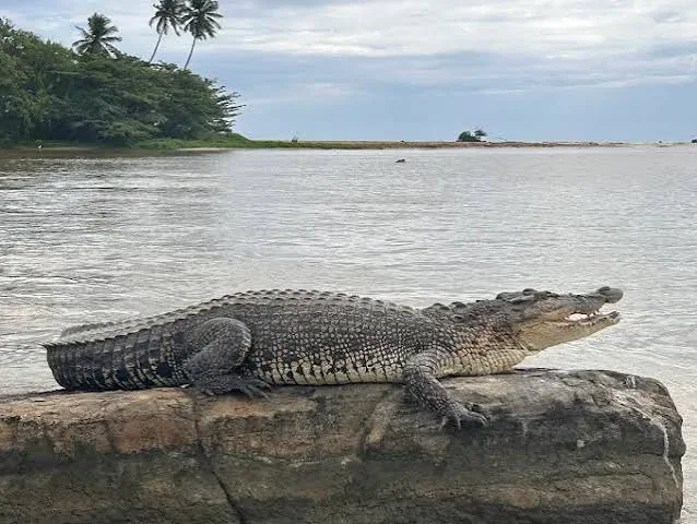 Large crocodile resting by the riverbank