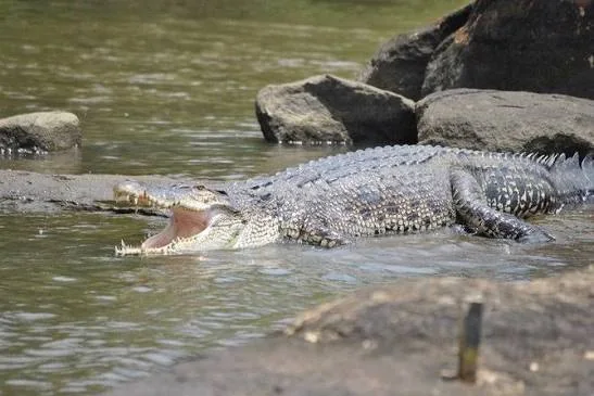 Crocodile in shallow water during a wildlife tour