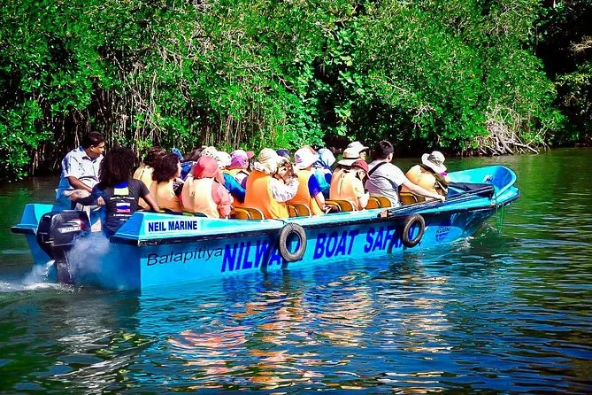 Mangrove river safari boat experience