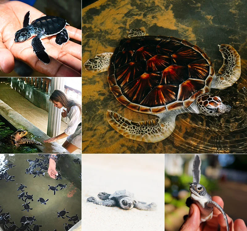 Sea turtle conservation and hatchlings on the south coast