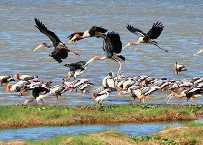 Birds gathered in the wetlands at Kalametiya Bird Sanctuary