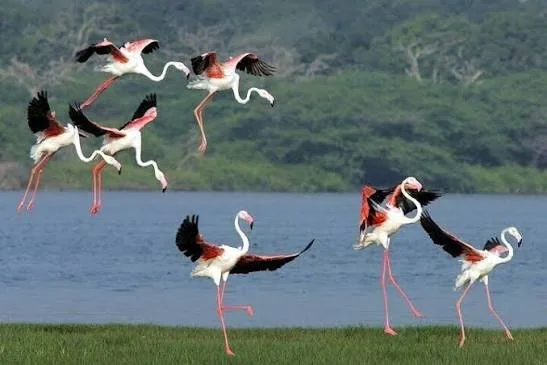 Flamingos and water birds at Kalametiya Bird Sanctuary