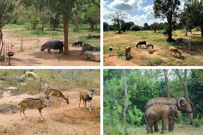 Animals in Ridiyagama Safari Park