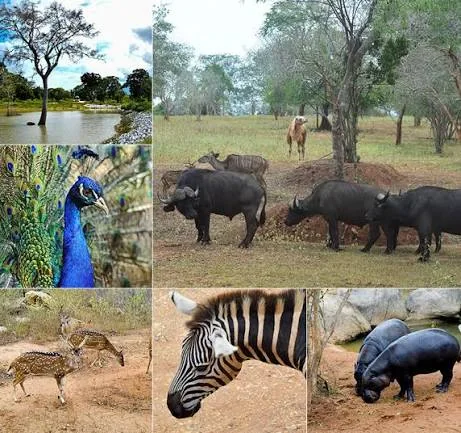 Wildlife collage from Ridiyagama Safari Park