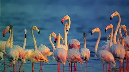 Flamingos and wetland birdlife at Bundala National Park