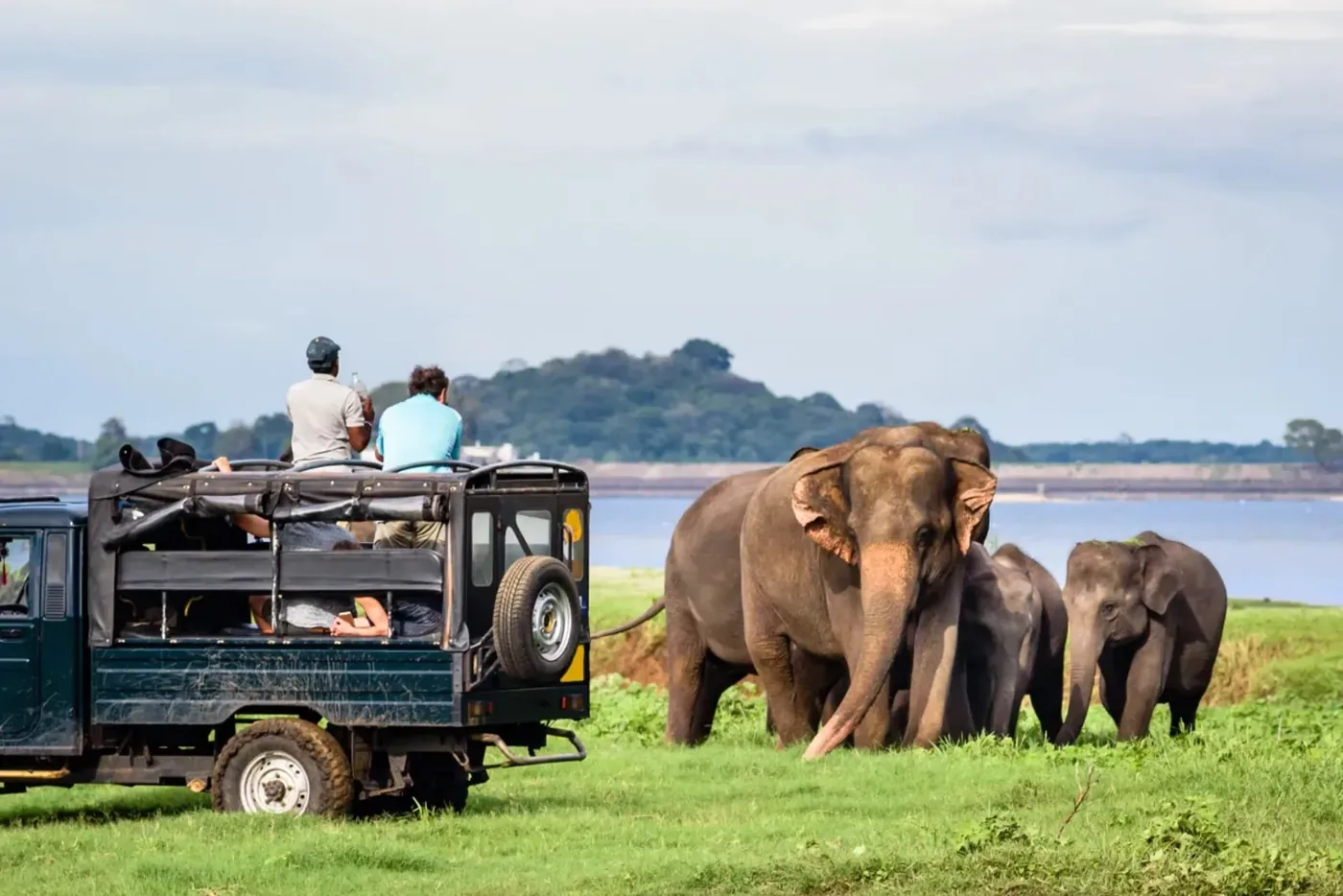 Elephants in Udawalawe National Park, Sri Lanka