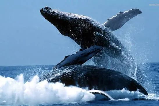 Whale breaching during a whale watching tour in Sri Lanka