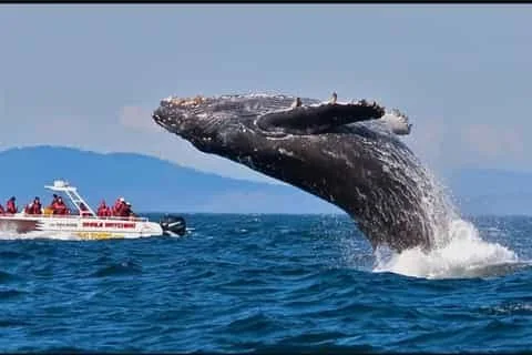 Whale watching boat near a breaching whale in Sri Lanka